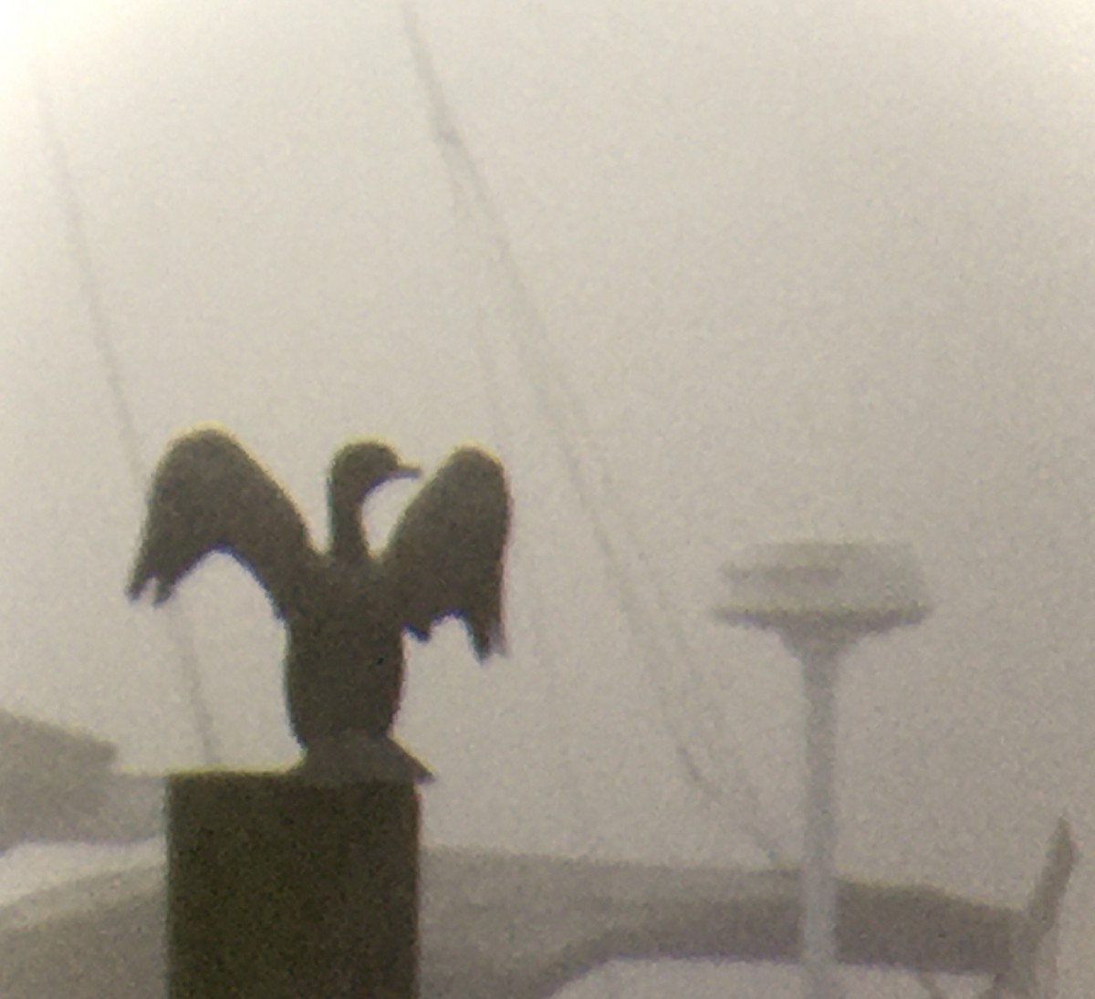 kormorán ušatý - ML647049594