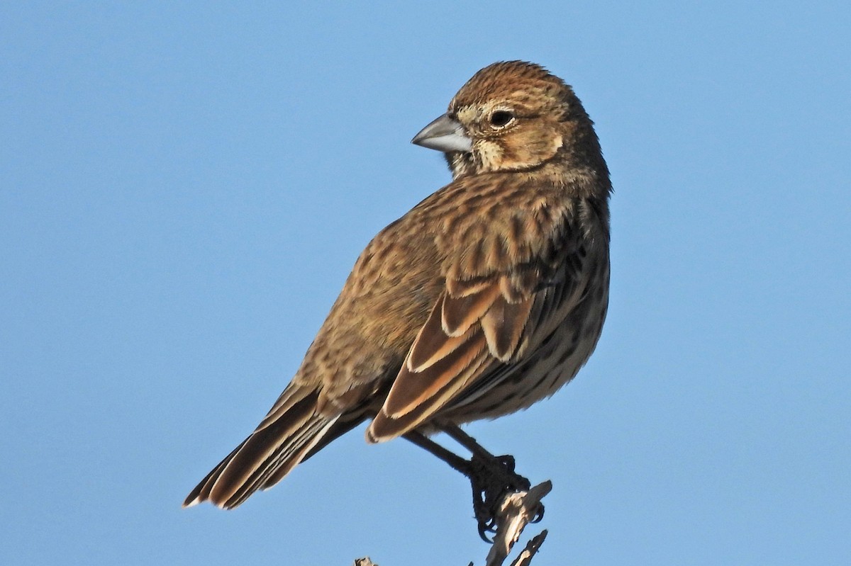 カタジロクロシトド - ML647049605