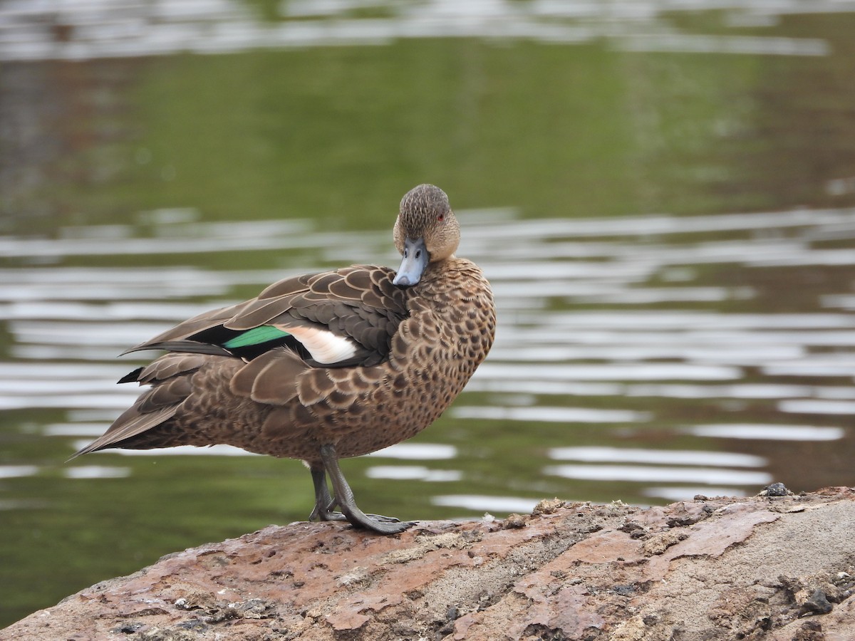 čírka bělohrdlá - ML647049614