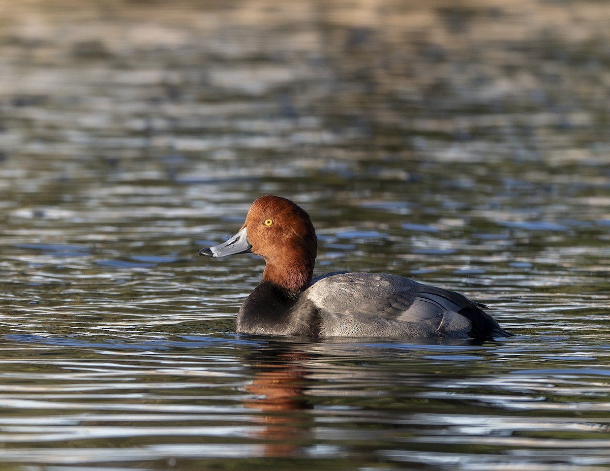 Redhead - ML647049626