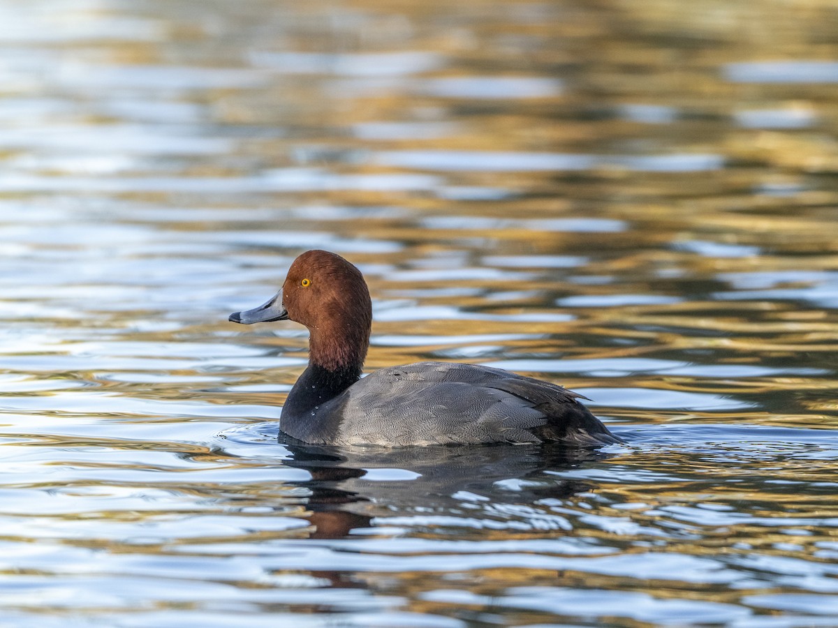Redhead - ML647049628