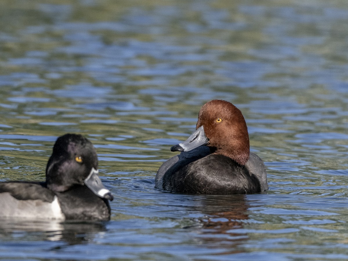 Redhead - ML647049629