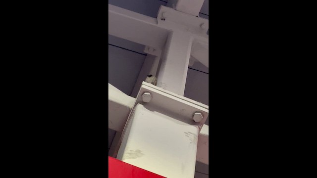 Etxe-txolarrea - ML647049639