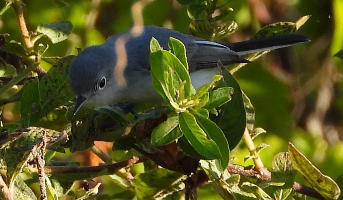 Blue-gray Gnatcatcher - ML647049645