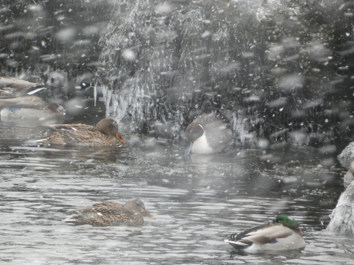 Northern Pintail - ML647049647