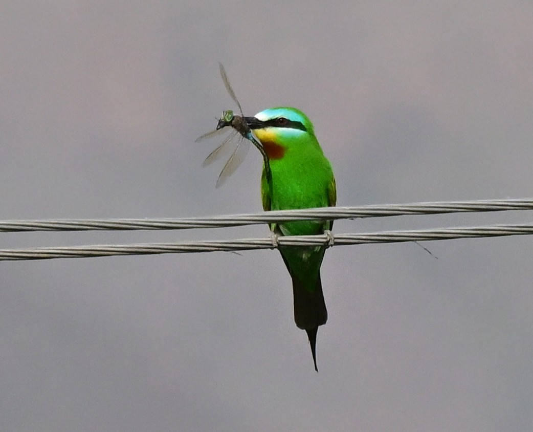 vlha modrolící - ML647049648