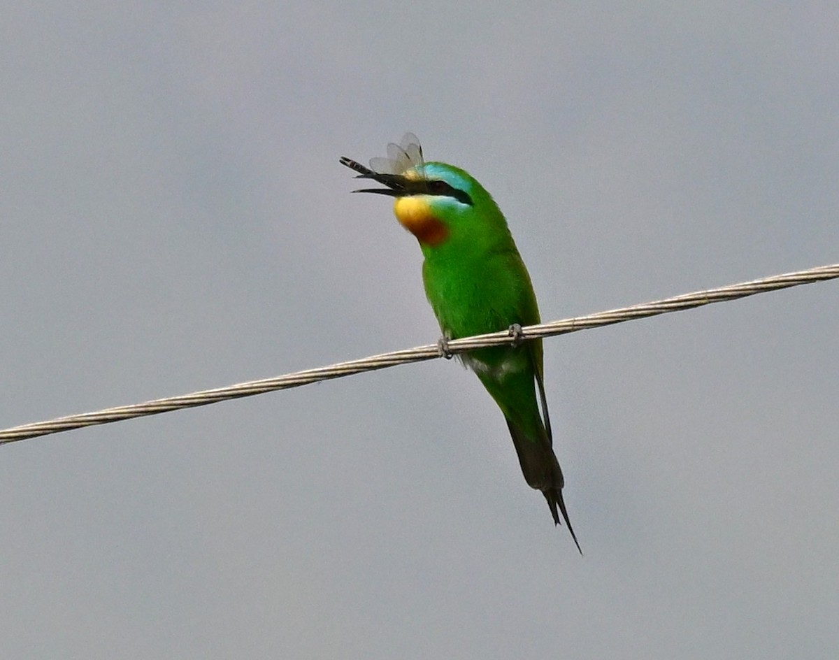 vlha modrolící - ML647049651