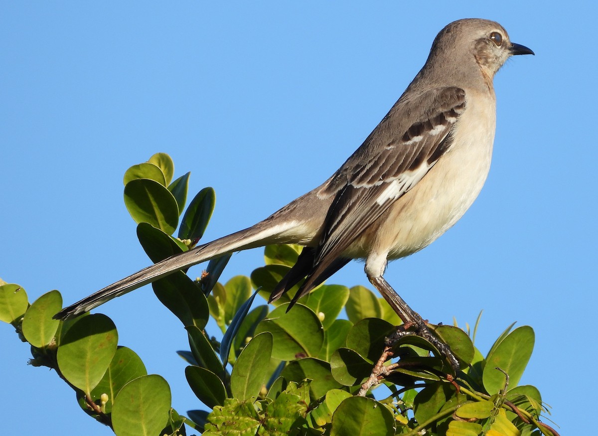 Northern Mockingbird - ML647049656