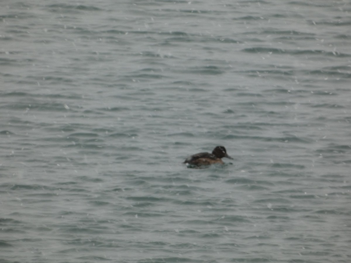 Tufted Duck - ML647049657