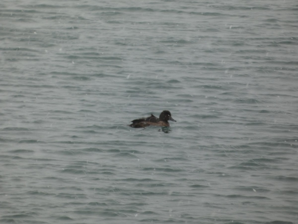 Tufted Duck - ML647049658