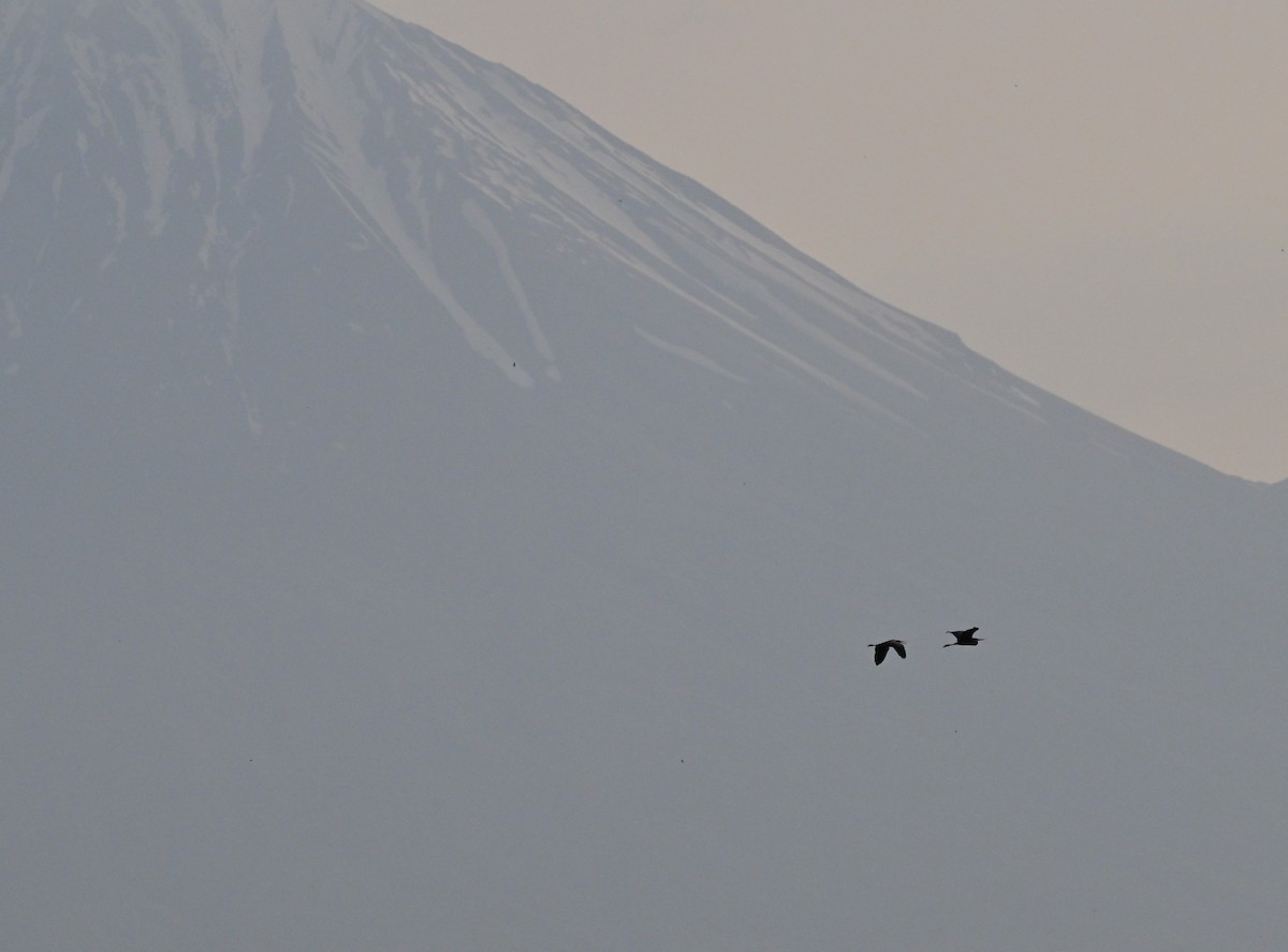 Purple Heron - ML647049669