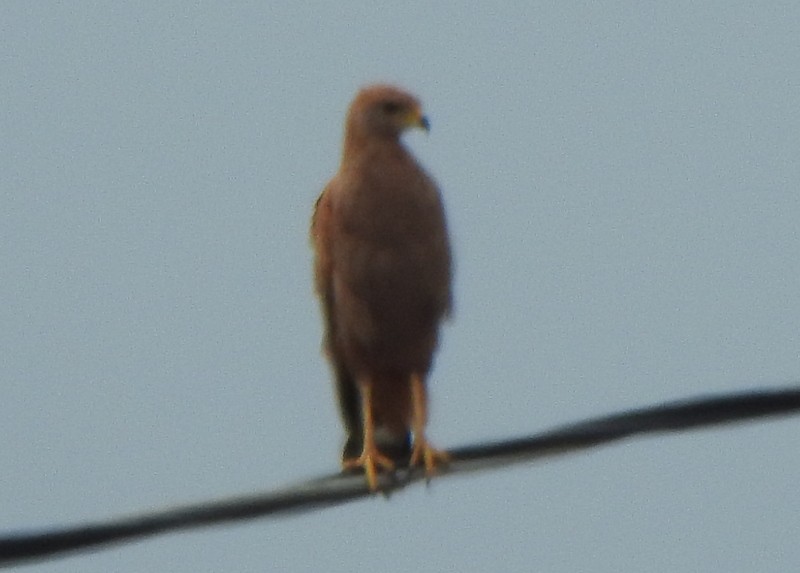 Savanna Hawk - ML647049671