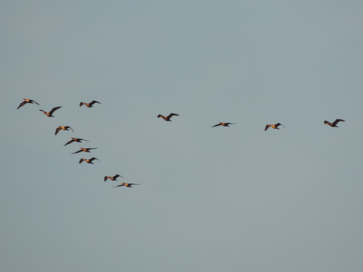 kormorán ušatý - ML647049674