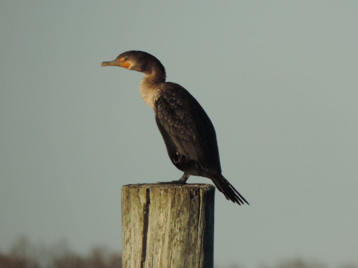 kormorán ušatý - ML647049675