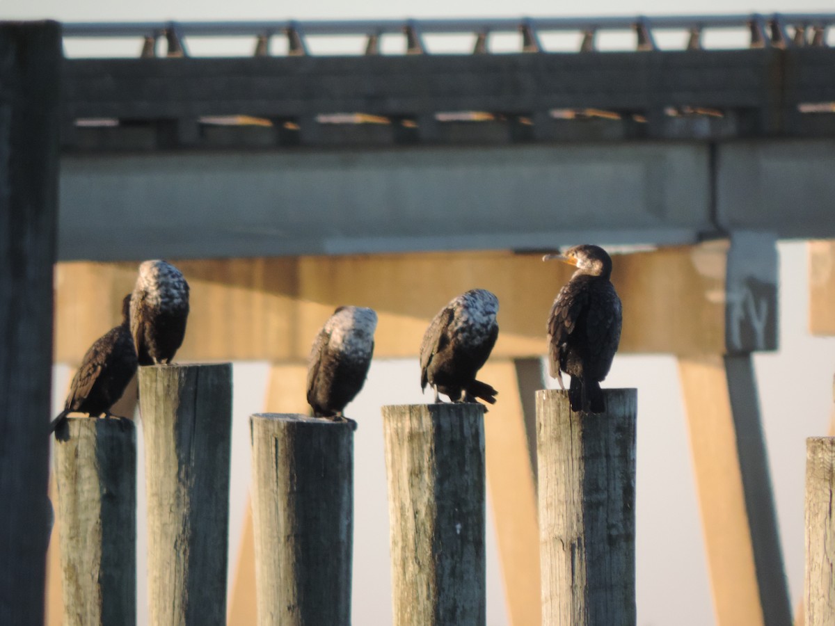 kormorán ušatý - ML647049676