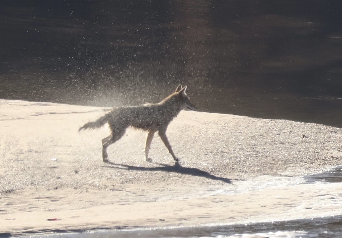 Animals - ML647049684