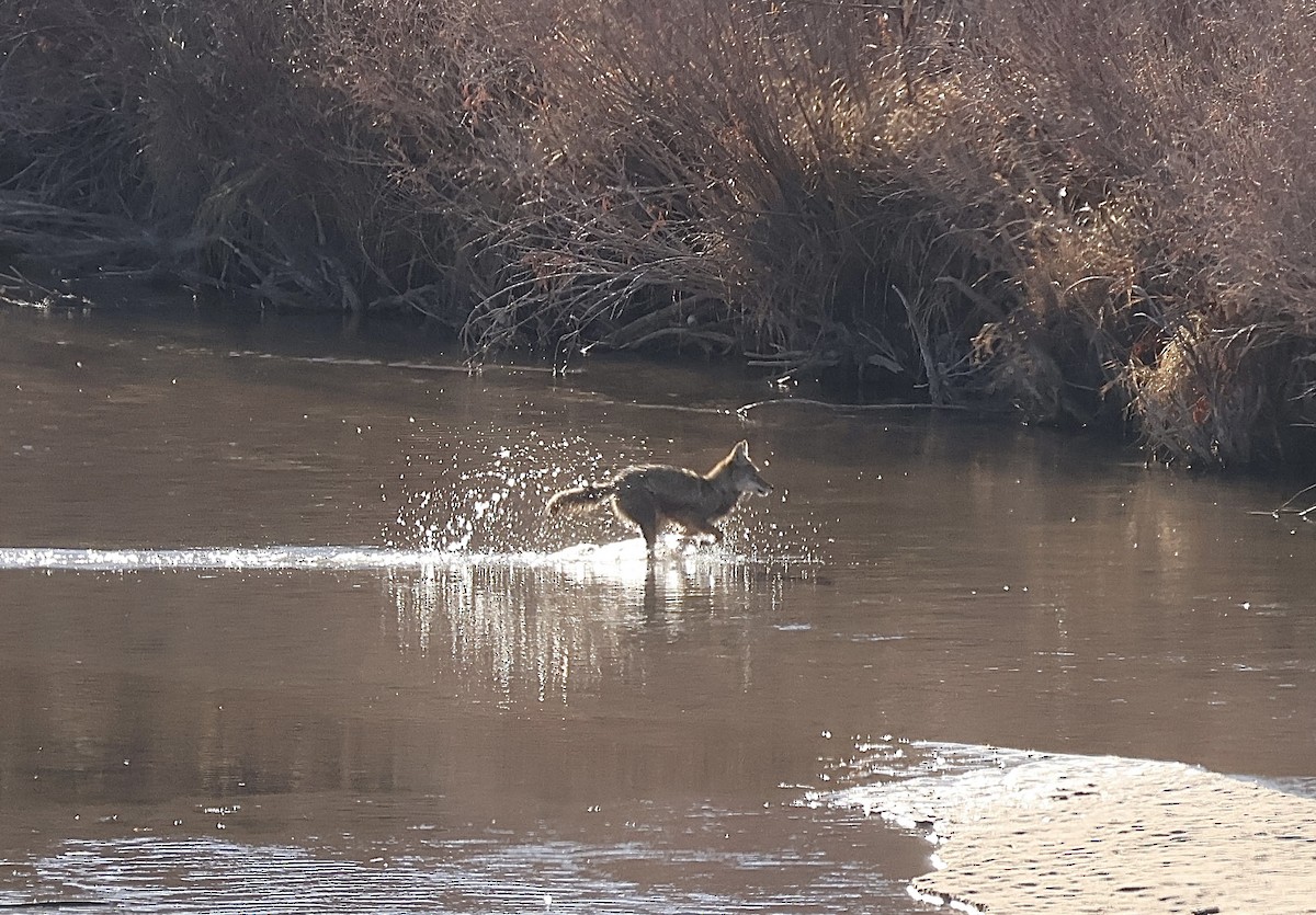 Animals - ML647049685