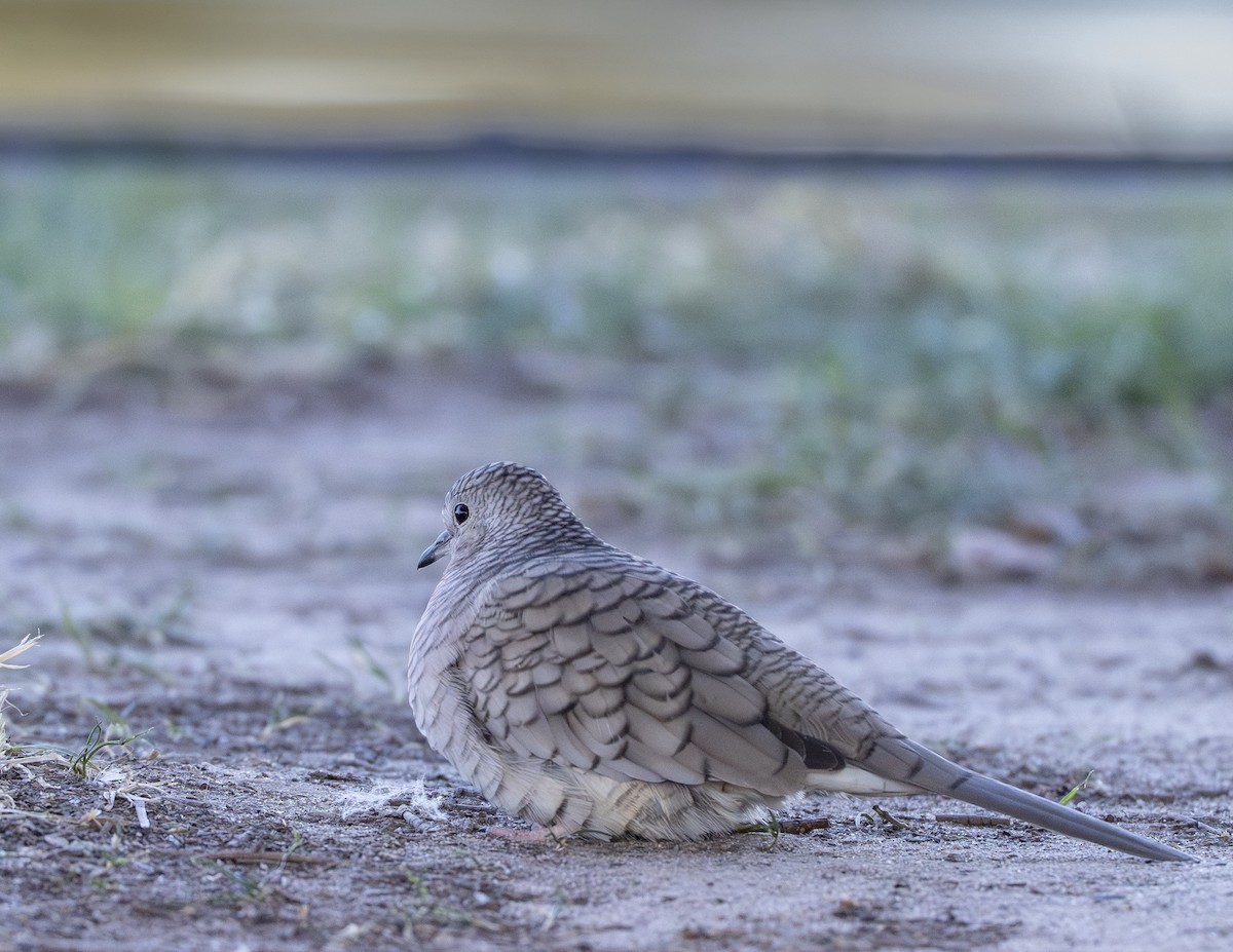 holoubek mexický - ML647049692