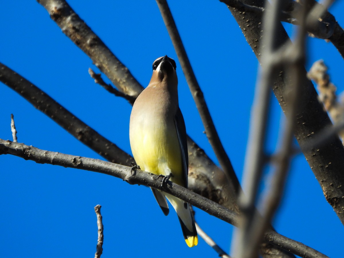 Кедровый свиристель - ML647049698