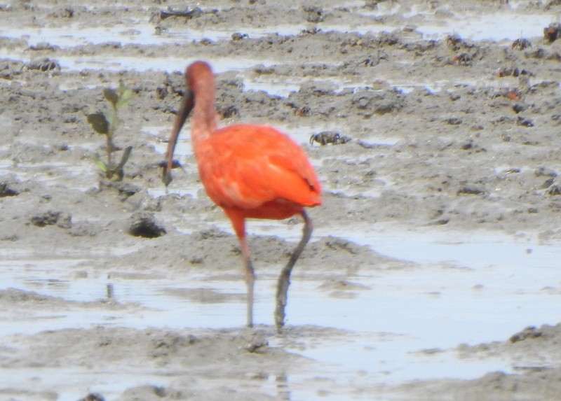 Scarlet Ibis - ML647049701