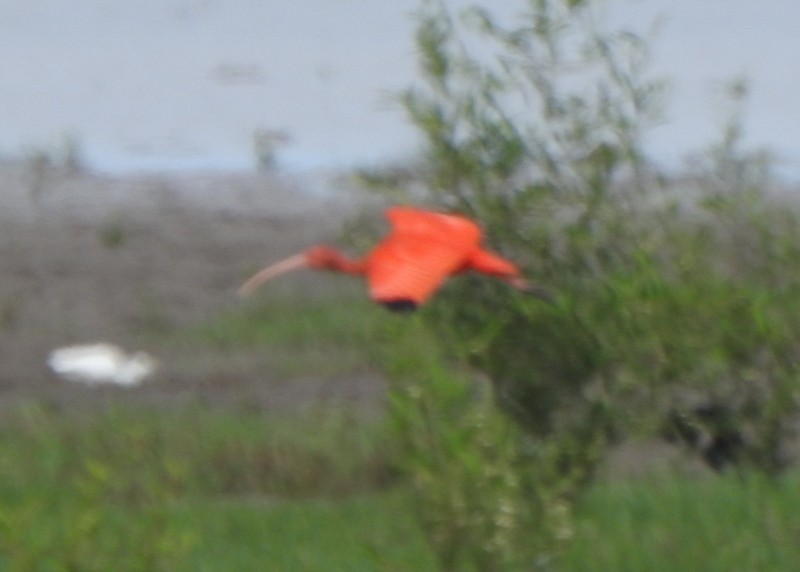 Scarlet Ibis - ML647049702