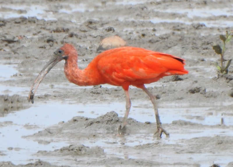Scarlet Ibis - ML647049703