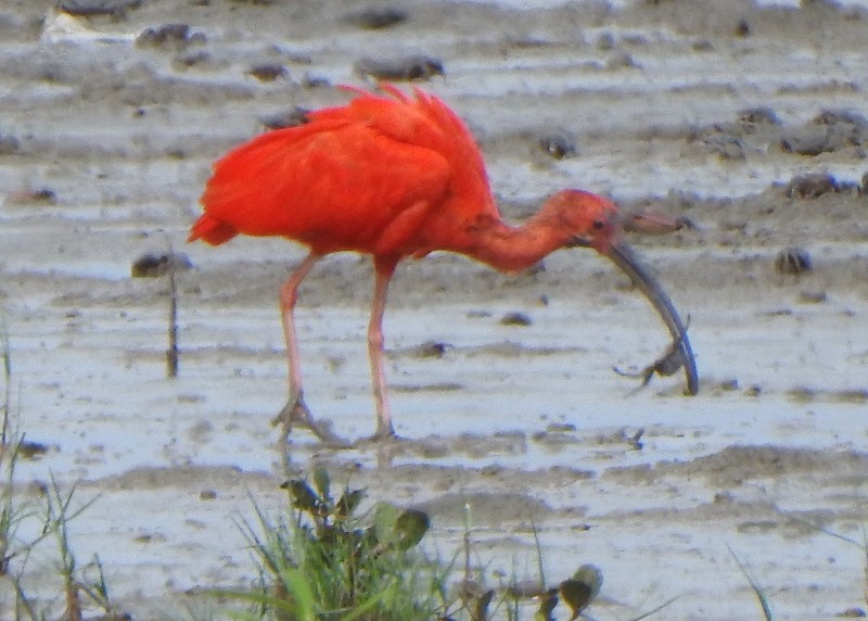 Scarlet Ibis - ML647049704
