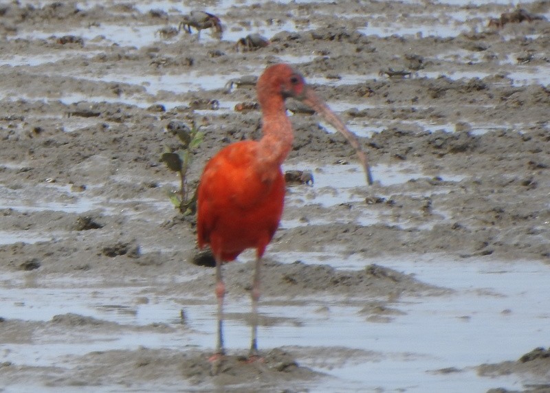 Scarlet Ibis - ML647049705