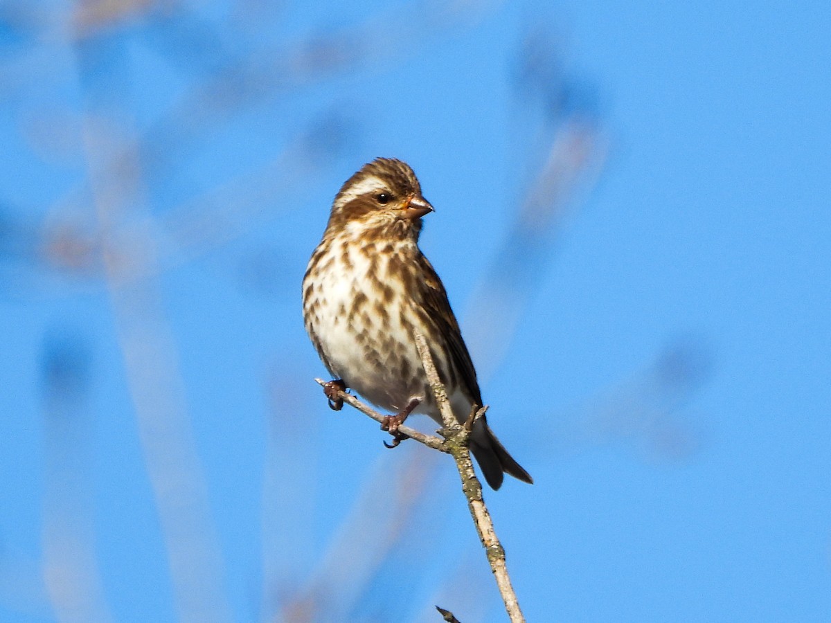 Roselin pourpré - ML647049711