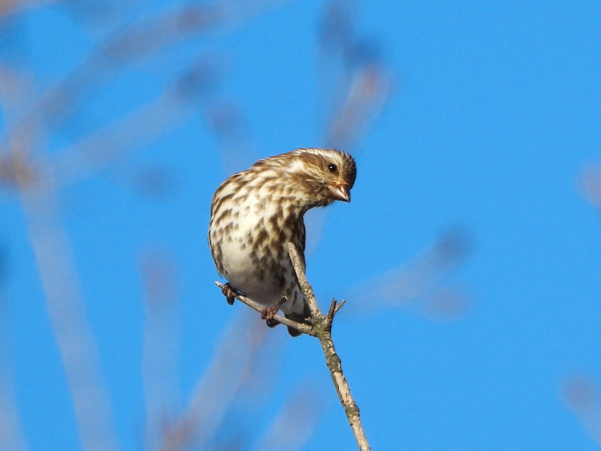 Roselin pourpré - ML647049712