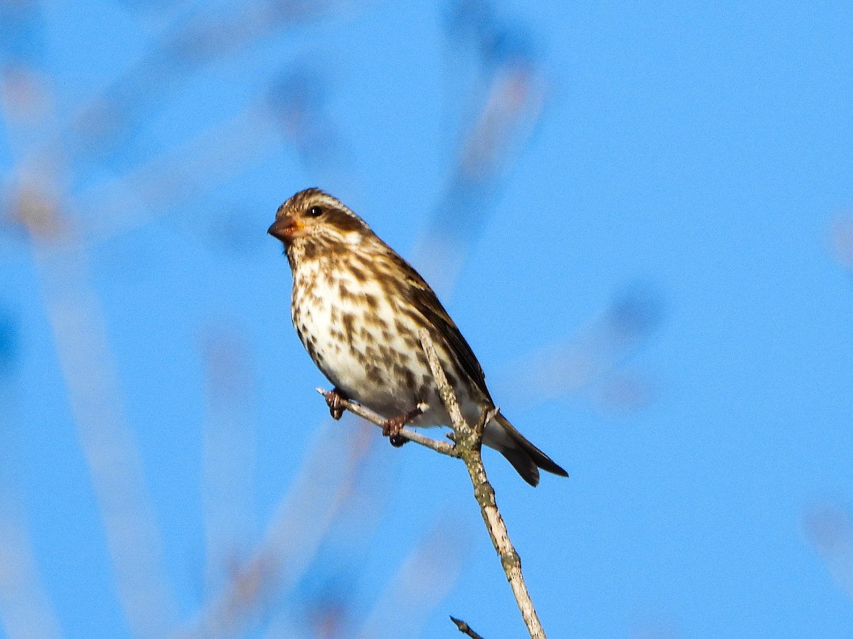 Roselin pourpré - ML647049713