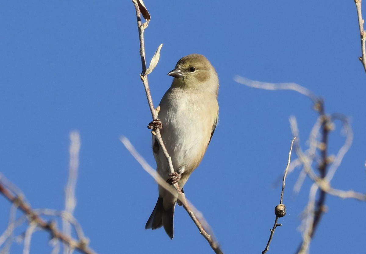 American Goldfinch - ML647049716