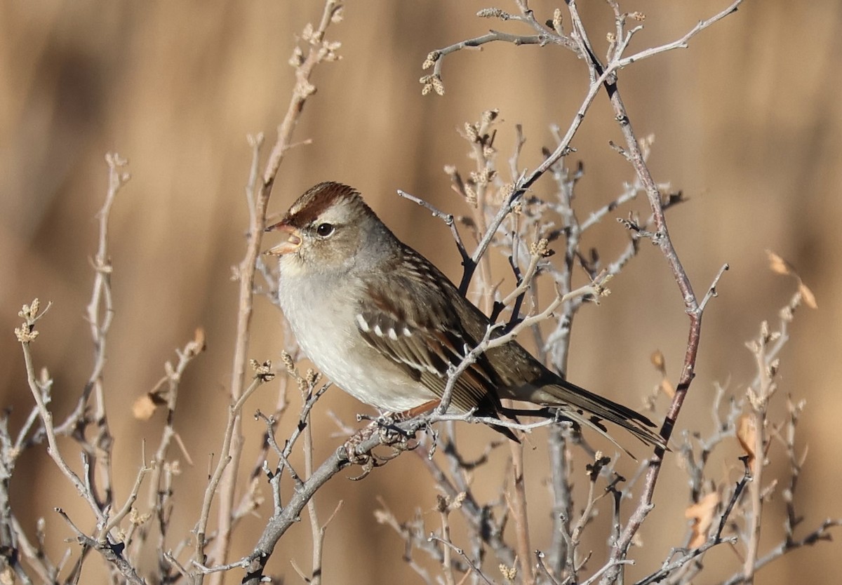 White-crowned Sparrow - ML647049717