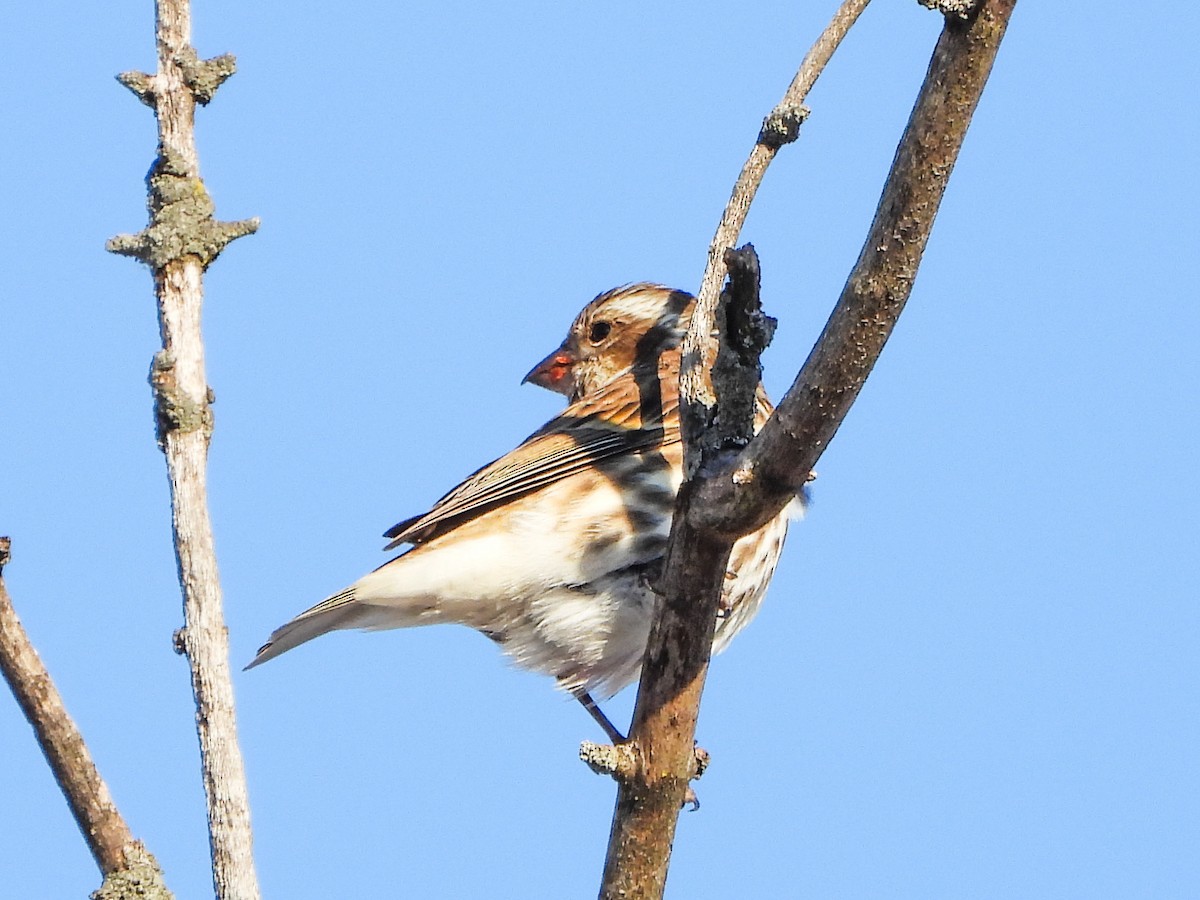 Roselin pourpré - ML647049718