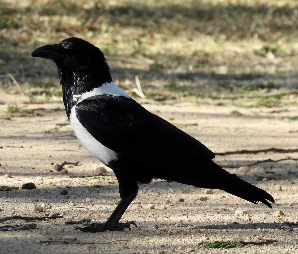 ムナジロガラス - ML647049721