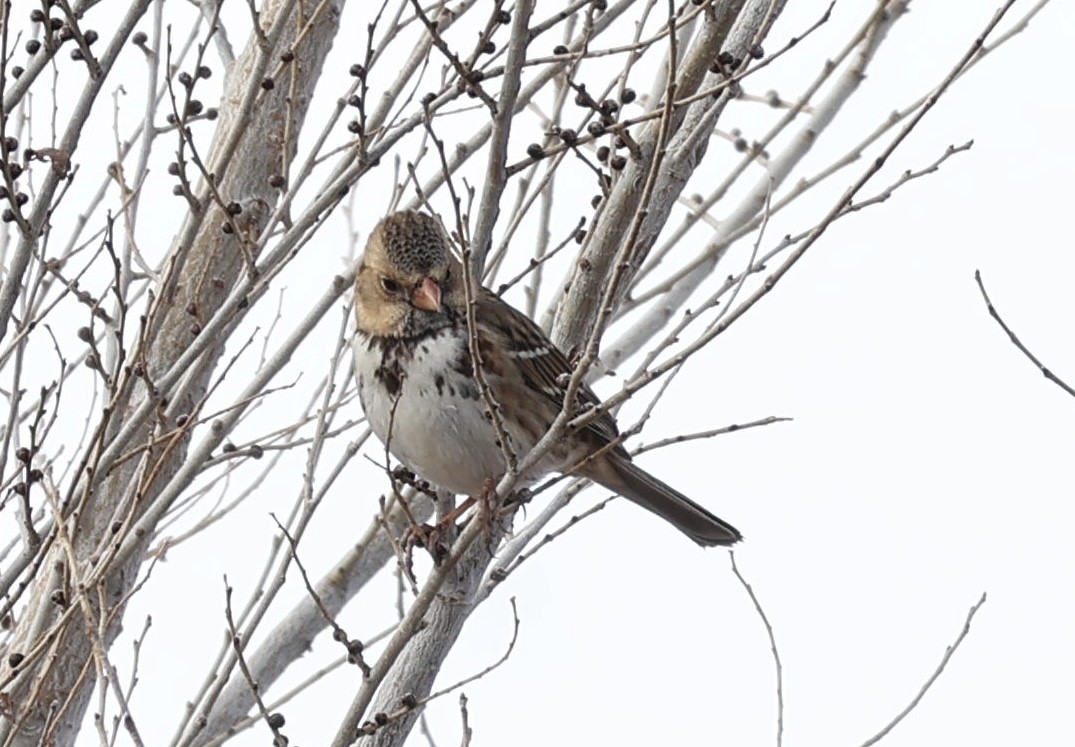 Harris's Sparrow - ML647049723