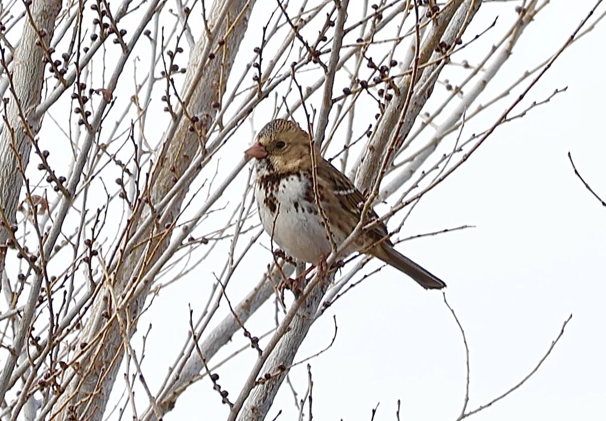 Harris's Sparrow - ML647049724