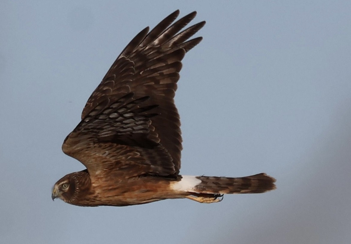 Northern Harrier - ML647049734