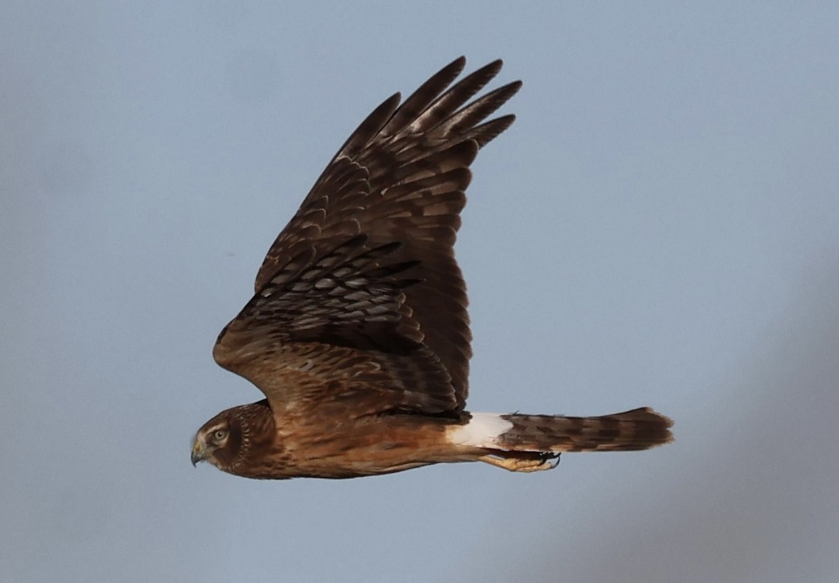 Northern Harrier - ML647049735