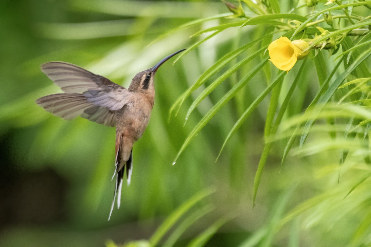 Planalto Hermit - ML647049736