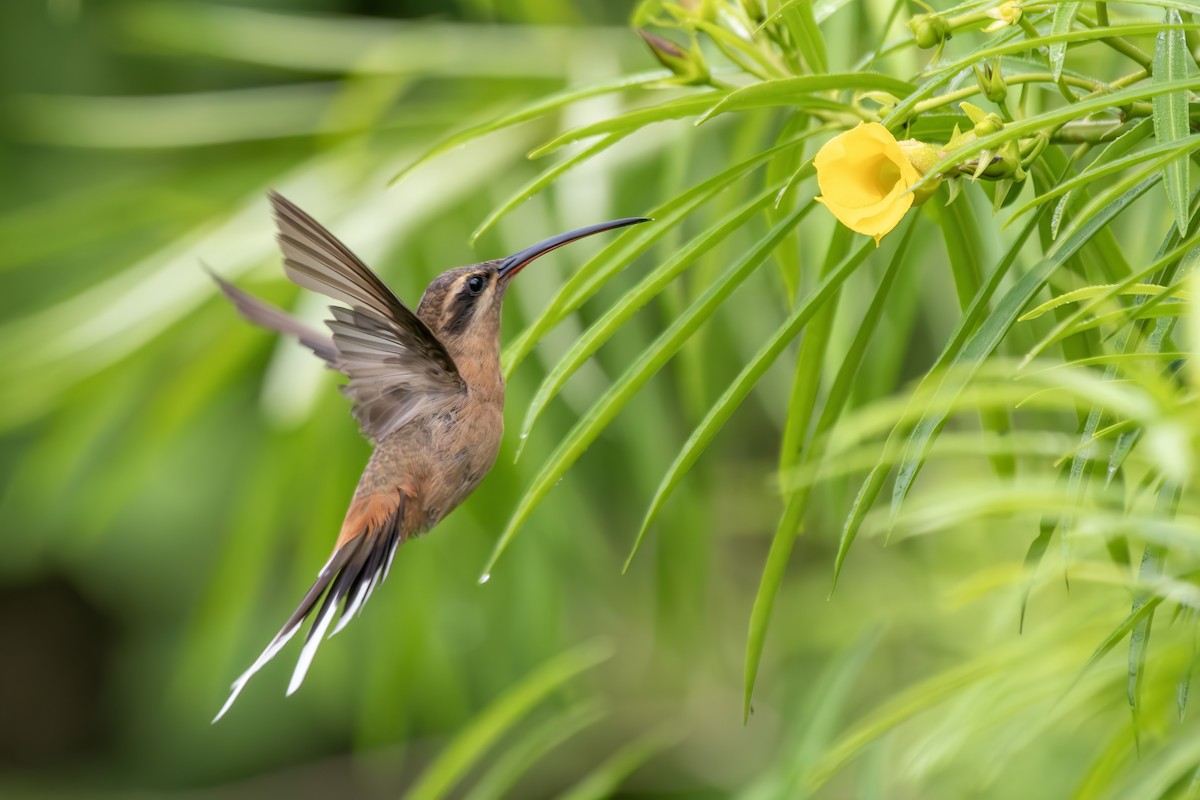 Planalto Hermit - ML647049737