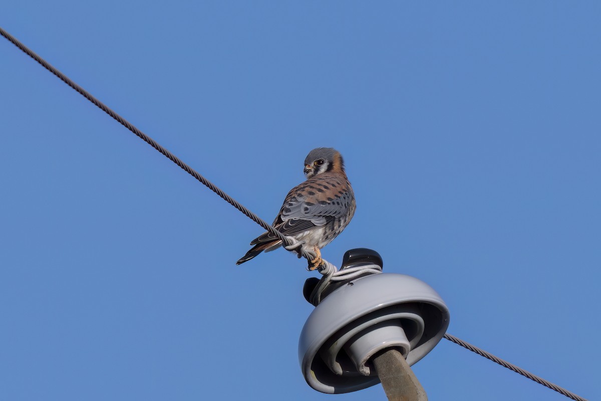 American Kestrel - ML647049746
