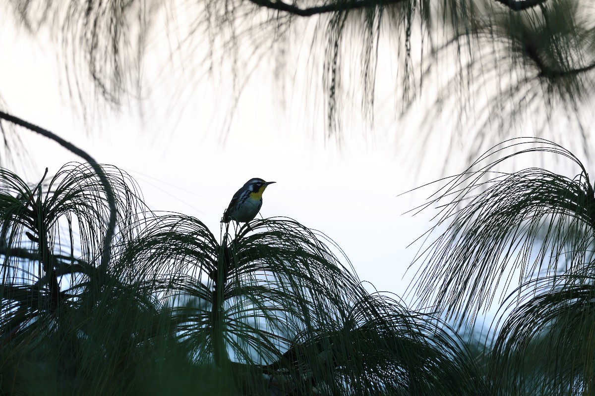 Paruline à gorge jaune - ML647049753