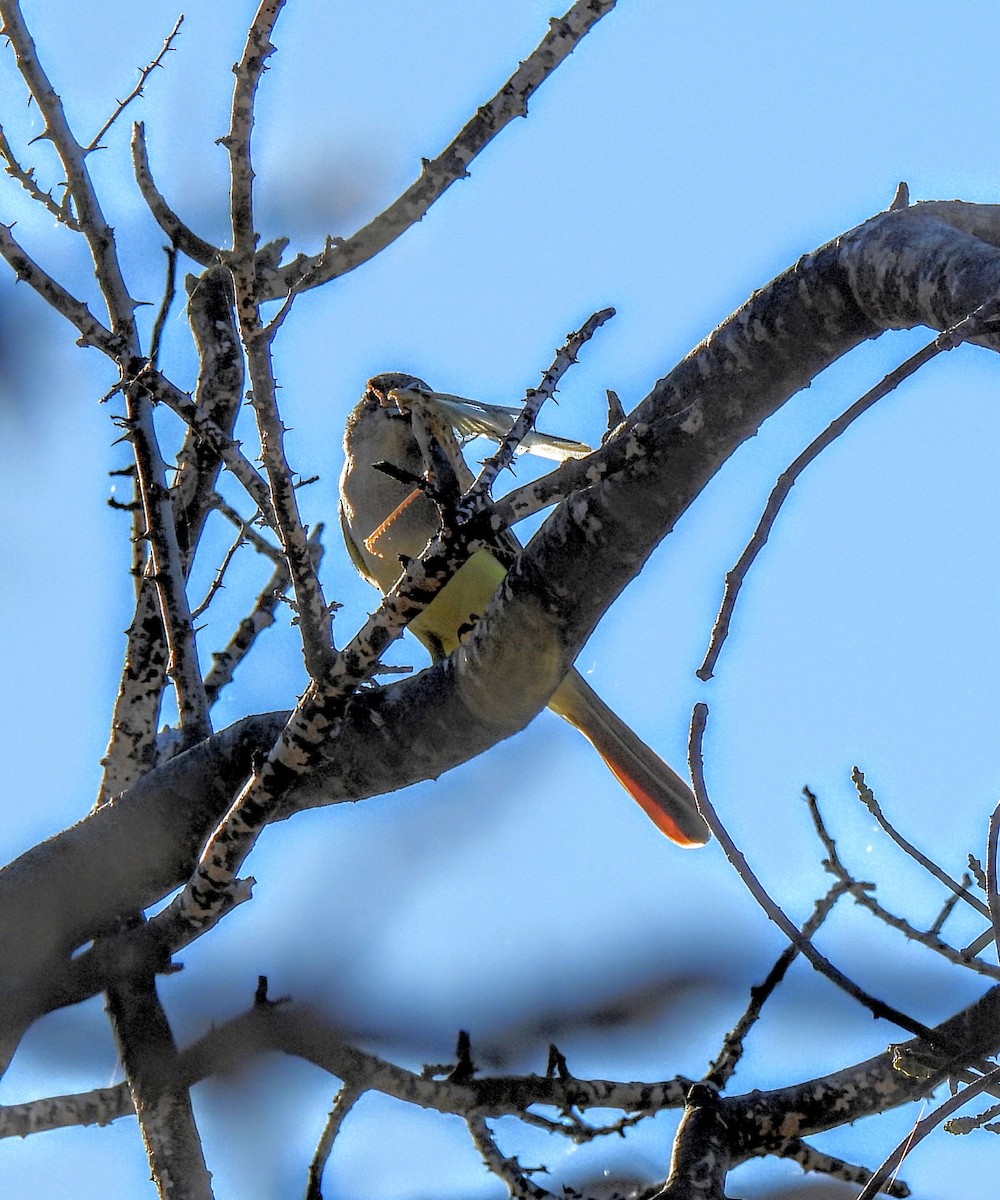 Ash-throated Flycatcher - ML647049754
