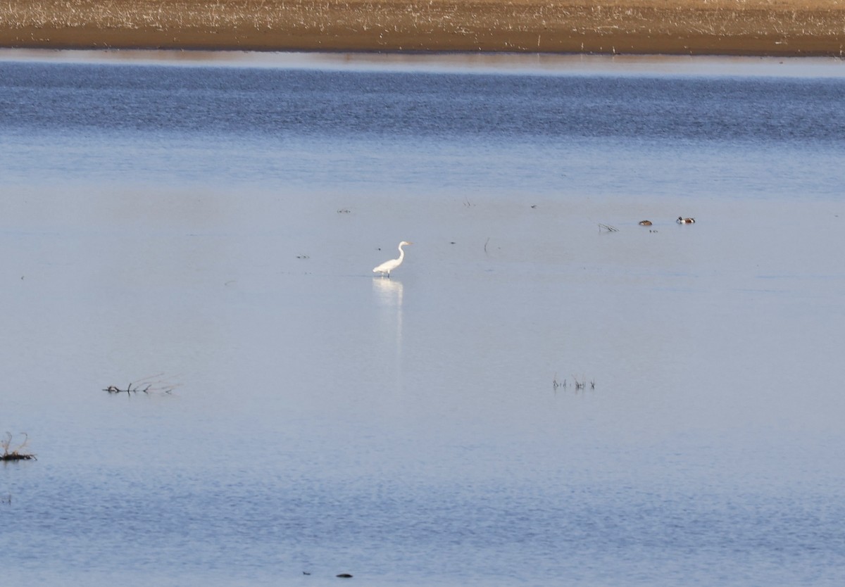 Цасч дэглий - ML647049759