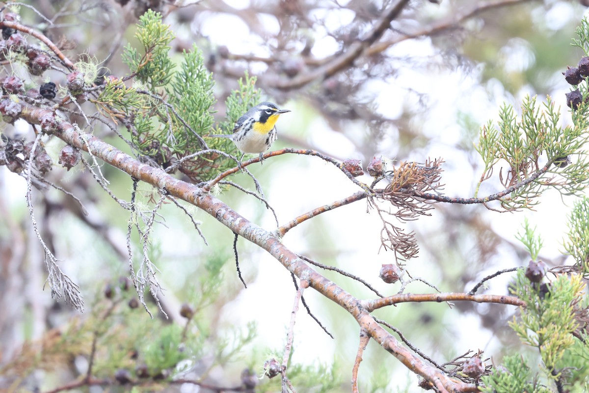 Paruline à gorge jaune - ML647049767