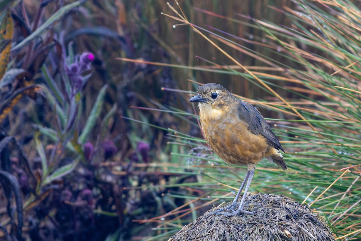 Tawny Antpitta - ML647049772