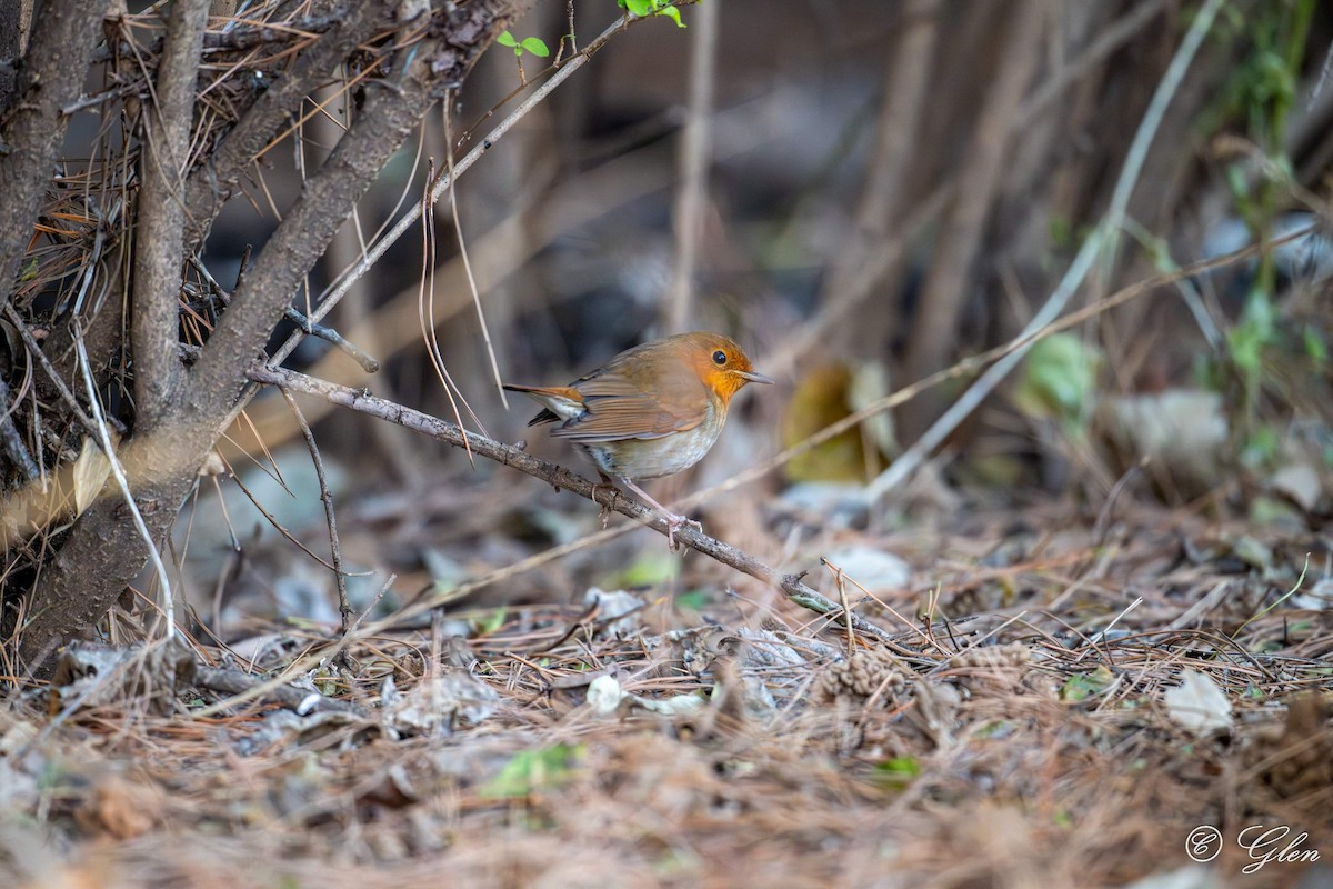 Japanese Robin - ML647049778