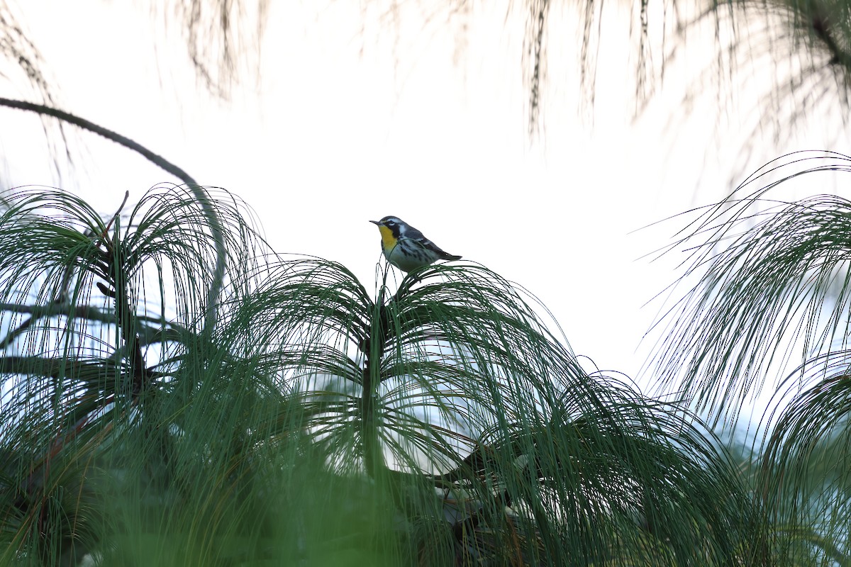 Paruline à gorge jaune - ML647049779