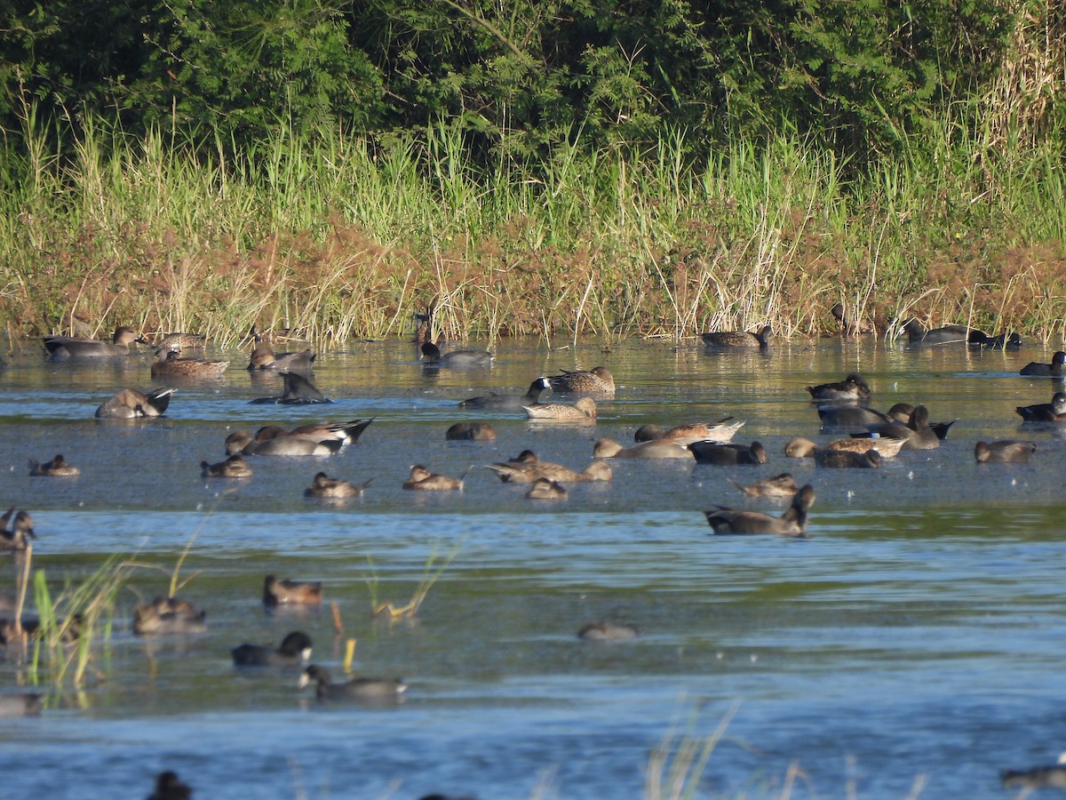 Gobbo della Giamaica - ML647049786